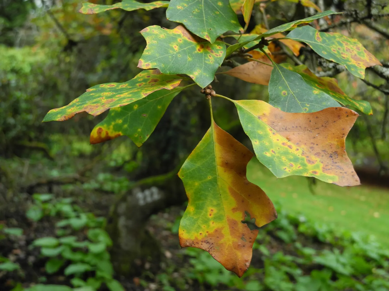 Bear Oak (Quercus Ilicifolia) — Being somewhat slow-growing