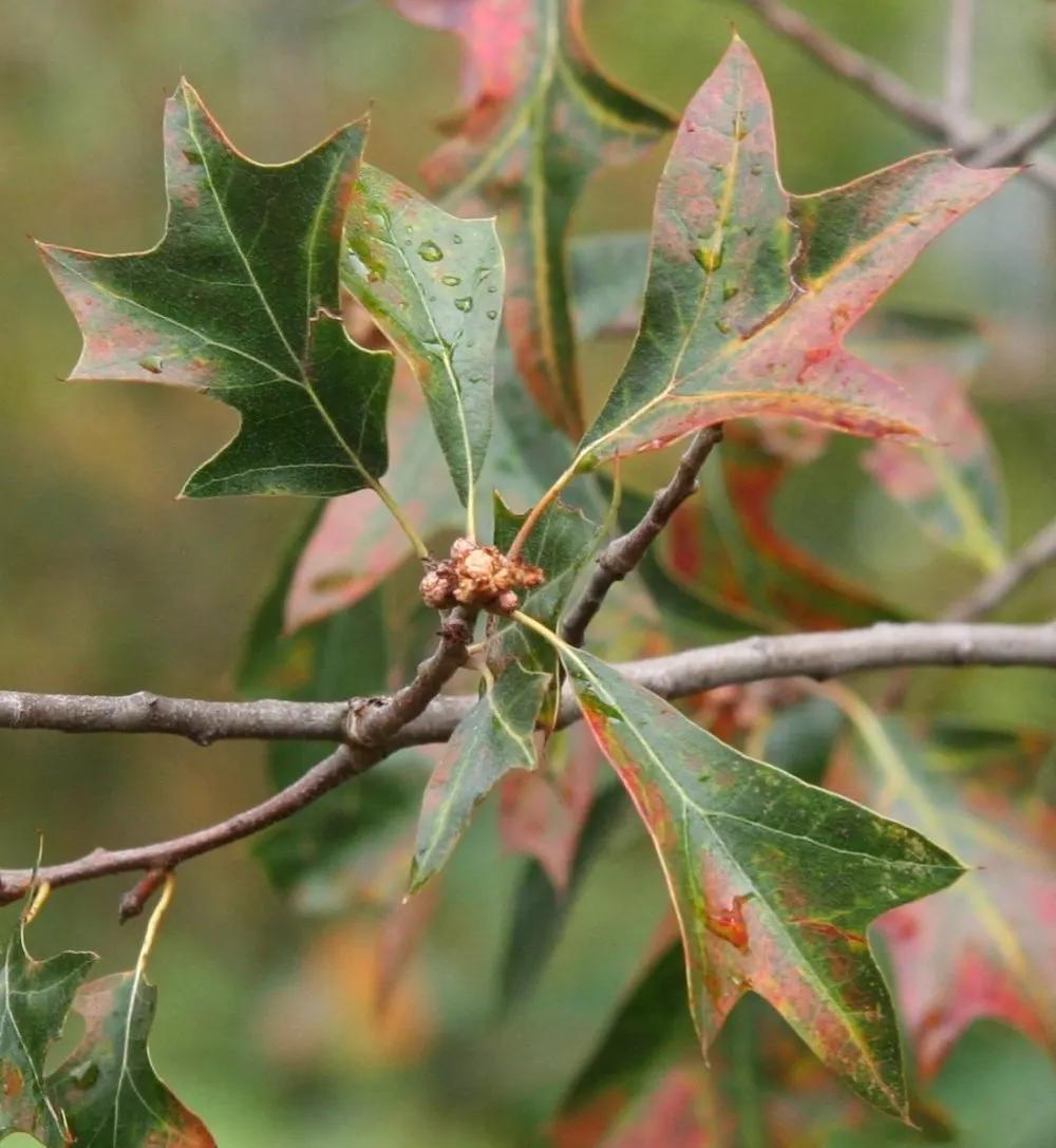 Bear Oak (Quercus Ilicifolia) — this oak requires little maintenance