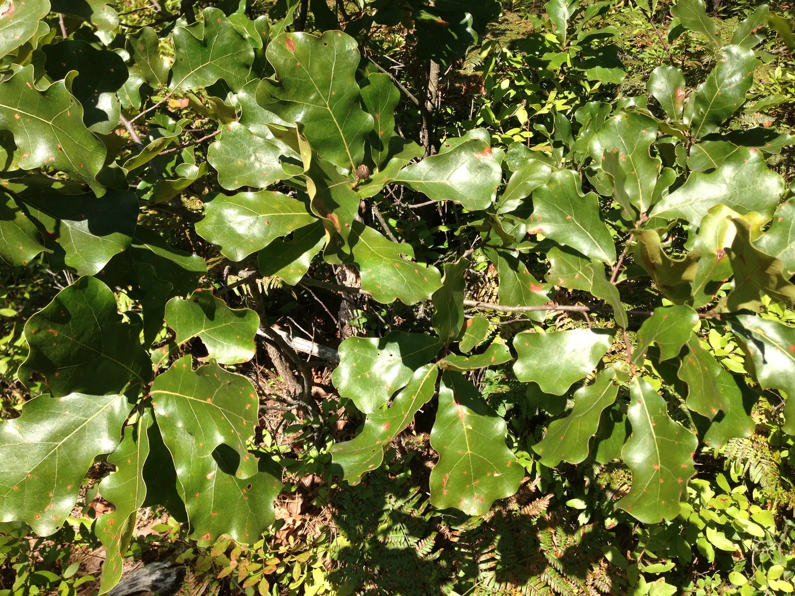 Bear Oak (Quercus Ilicifolia) — typically a rich assortment of reds; commonly known as Bear Oak