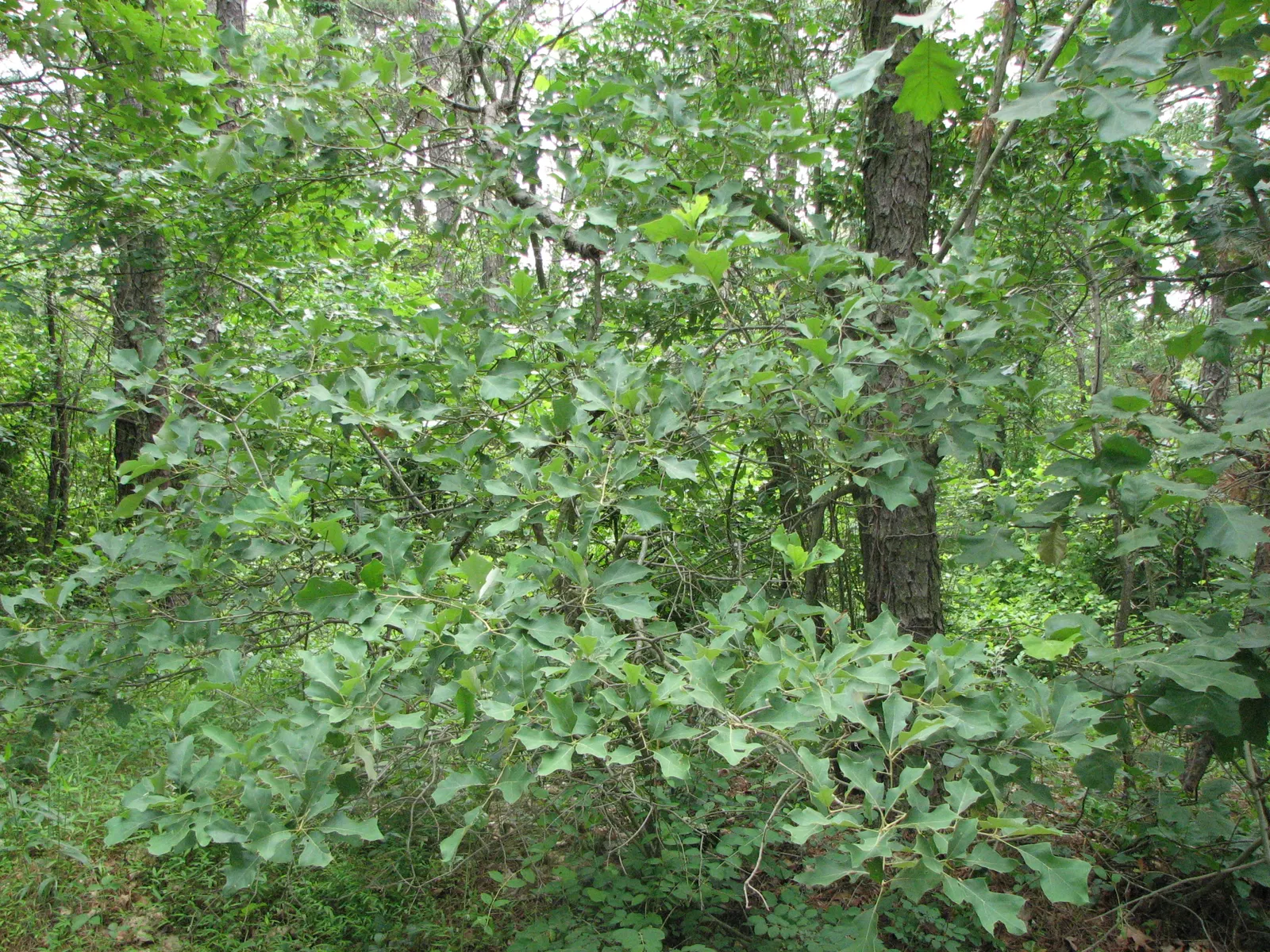 Bear Oak (Quercus Ilicifolia) — typically a rich assortment of reds
