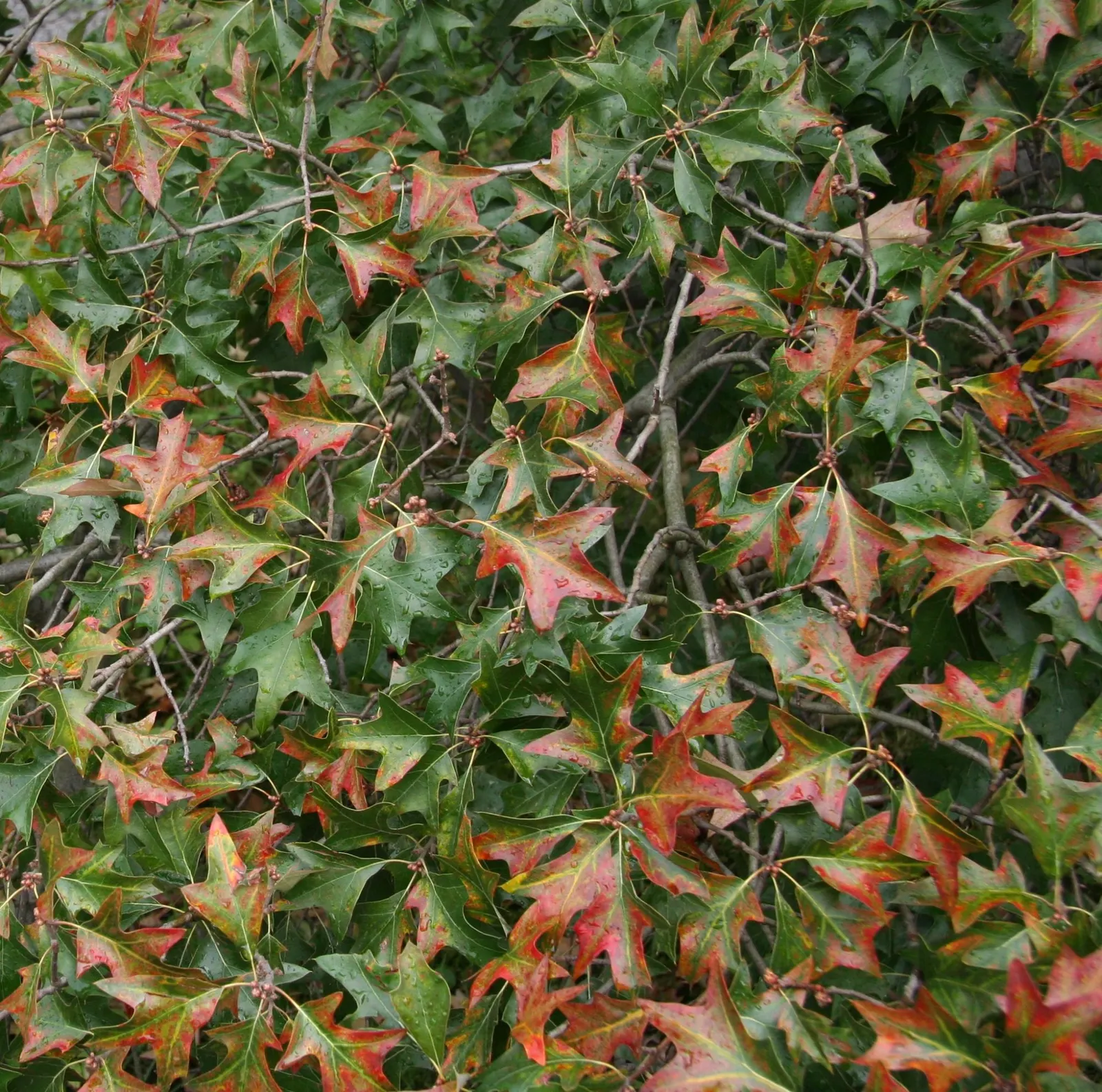 Bear Oak (Quercus Ilicifolia) — This small to medium-sized oak typically reaches heights of 15 to 20 feet with a similar spread; its hardy nature and moderate
