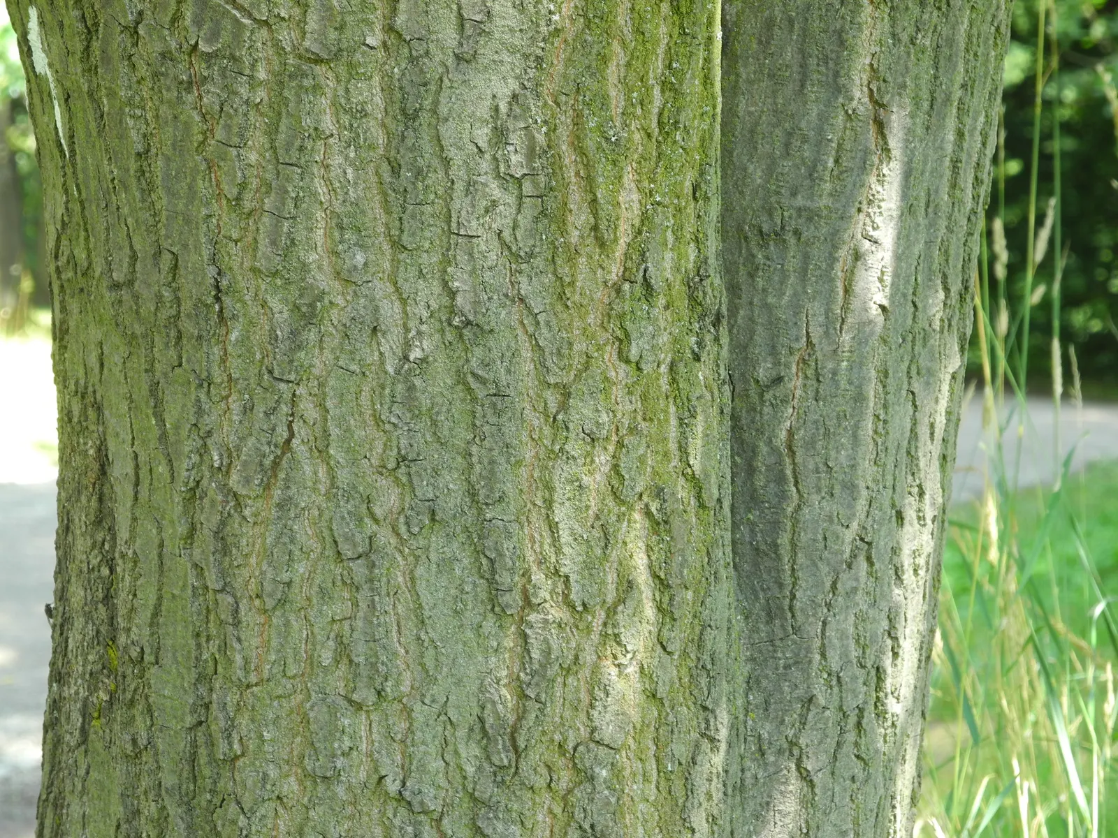 Bear Oak (Quercus Ilicifolia) — this oak requires little maintenance; but it can occasionally grow up to 30 feet