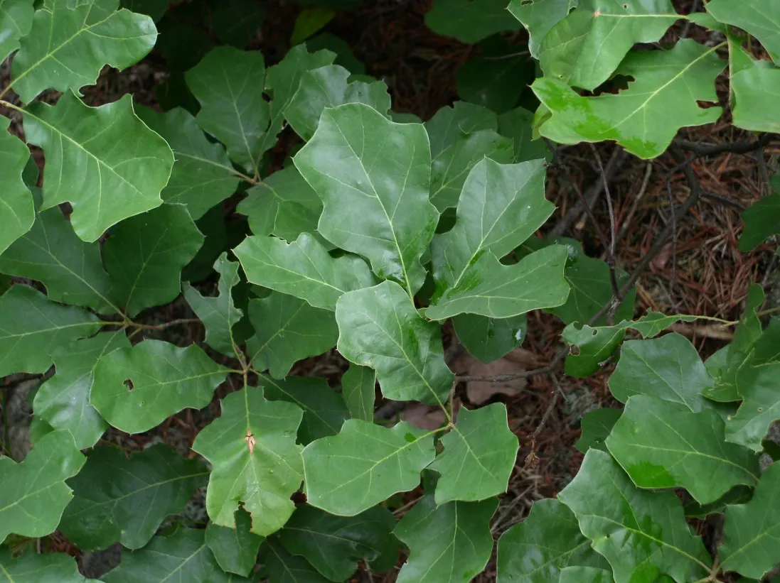Bear Oak (Quercus Ilicifolia) — boasting a naturally shrubby and dense growth pattern; shrub / tree for full or half, image 66