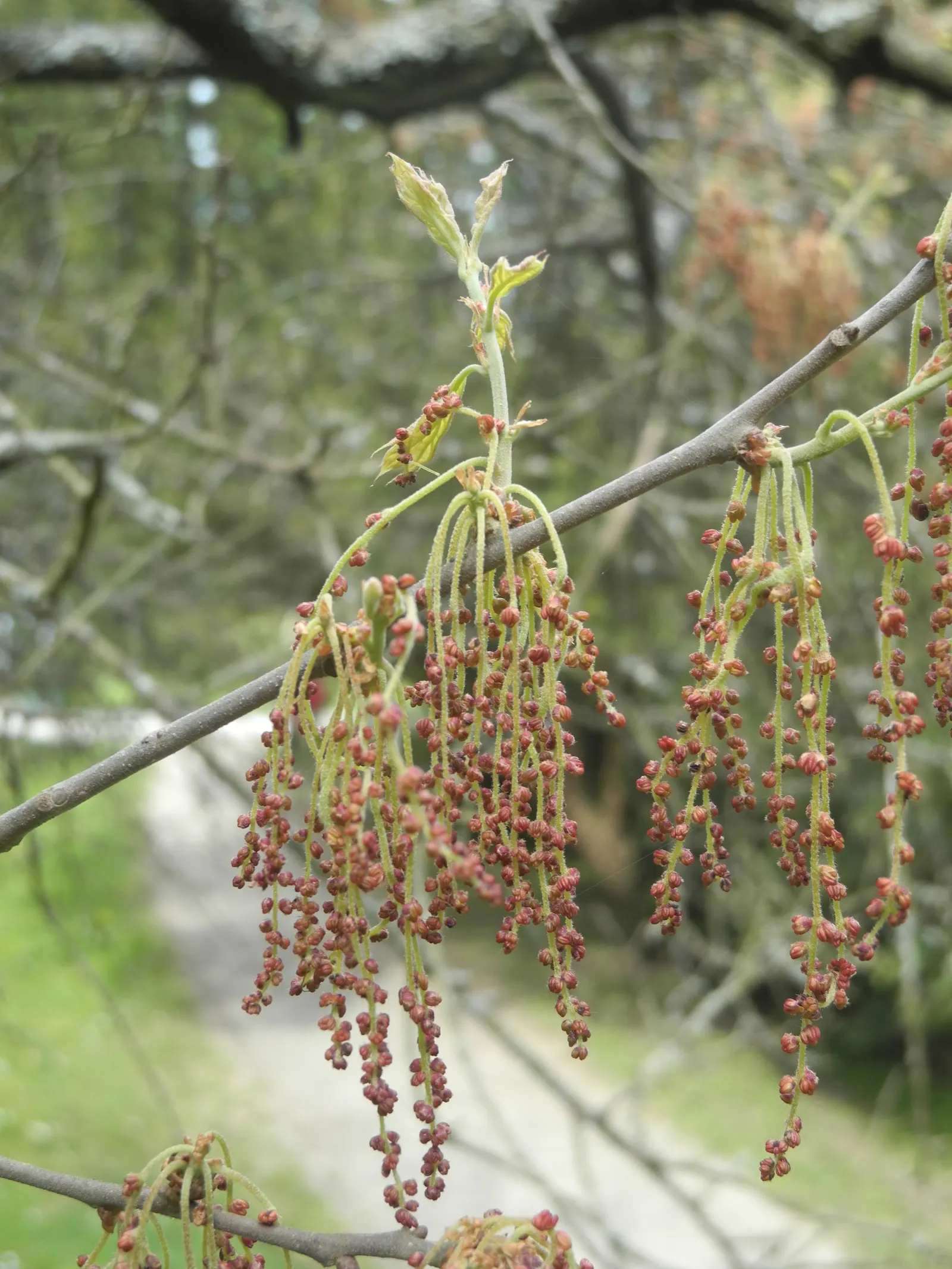Bear Oak (Quercus Ilicifolia) — Adaptable to poor soils, it thrives in full sun with a slow growth rate; this oak requires little maintenance, image 58