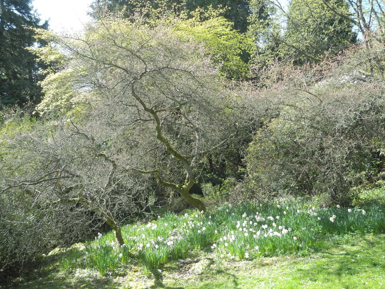 Bear Oak (Quercus Ilicifolia) — with their bristle-tipped lobes and holly-like appearance