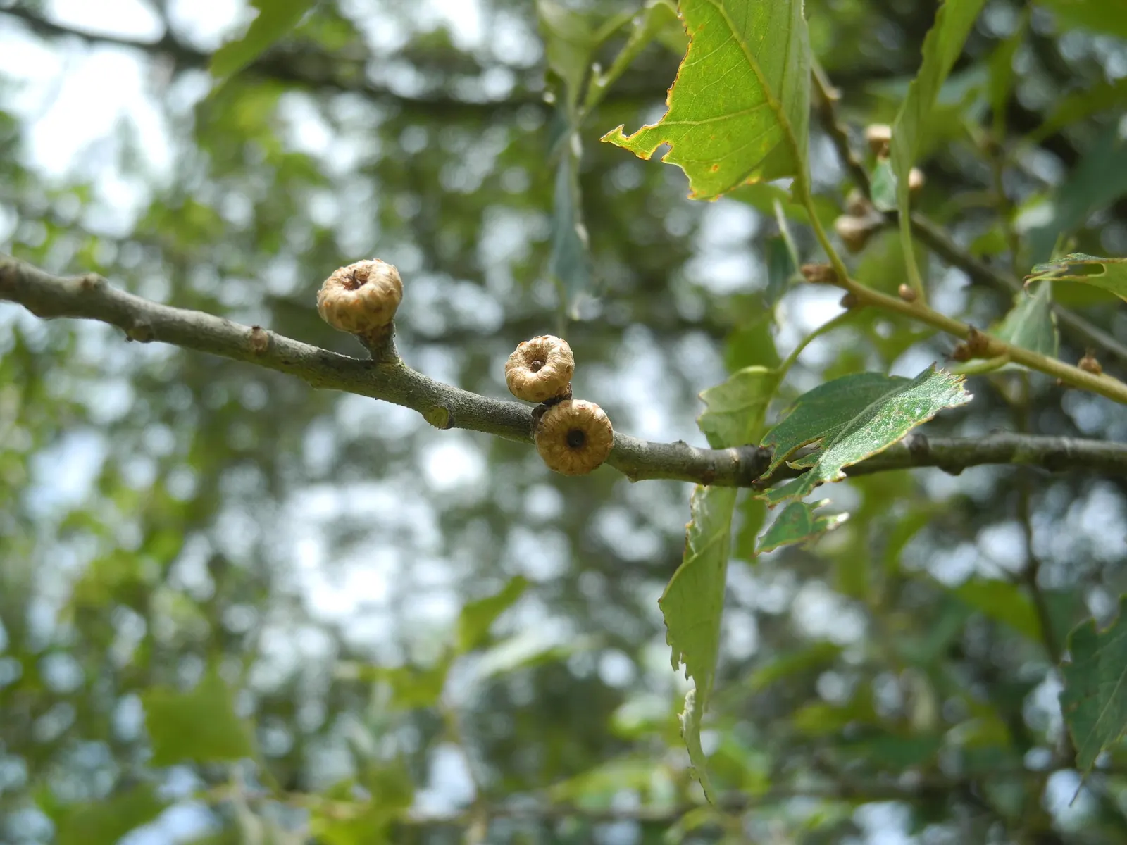 Bear Oak (Quercus Ilicifolia) — This species is also known for its acorns that frequently attract wildlife; typically a rich assortment of reds