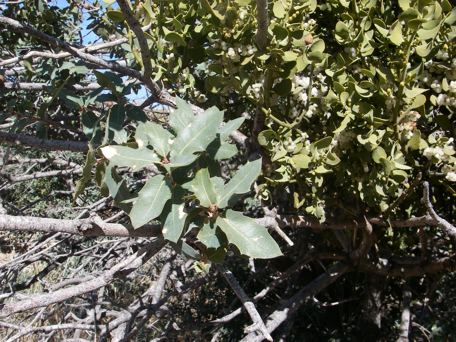 Bear Oak (Quercus Ilicifolia) — Bear Oak's leaves change from glossy green to red-brown in fall, and its acorns provide wildlife forage