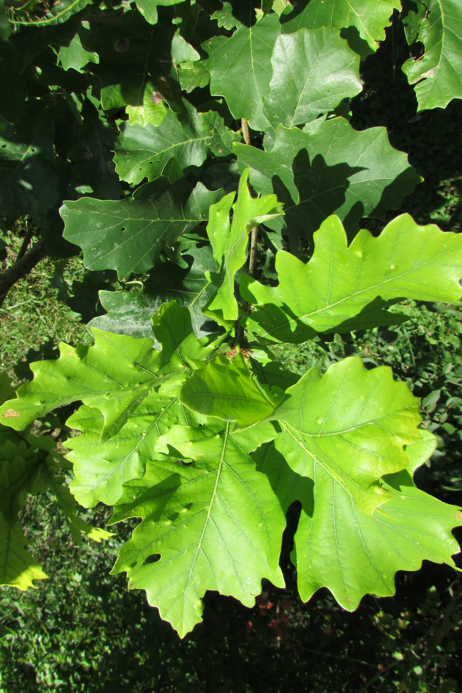Bear Oak (Quercus Ilicifolia) — These leaves turn a variety of colors in the fall; it requires minimal water which makes it a suitable choice for xeriscaping