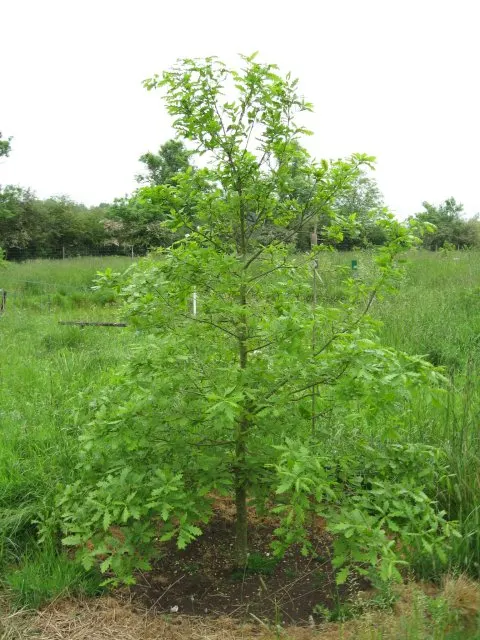 Bear Oak (Quercus Ilicifolia) — deciduous native species that provides a natural