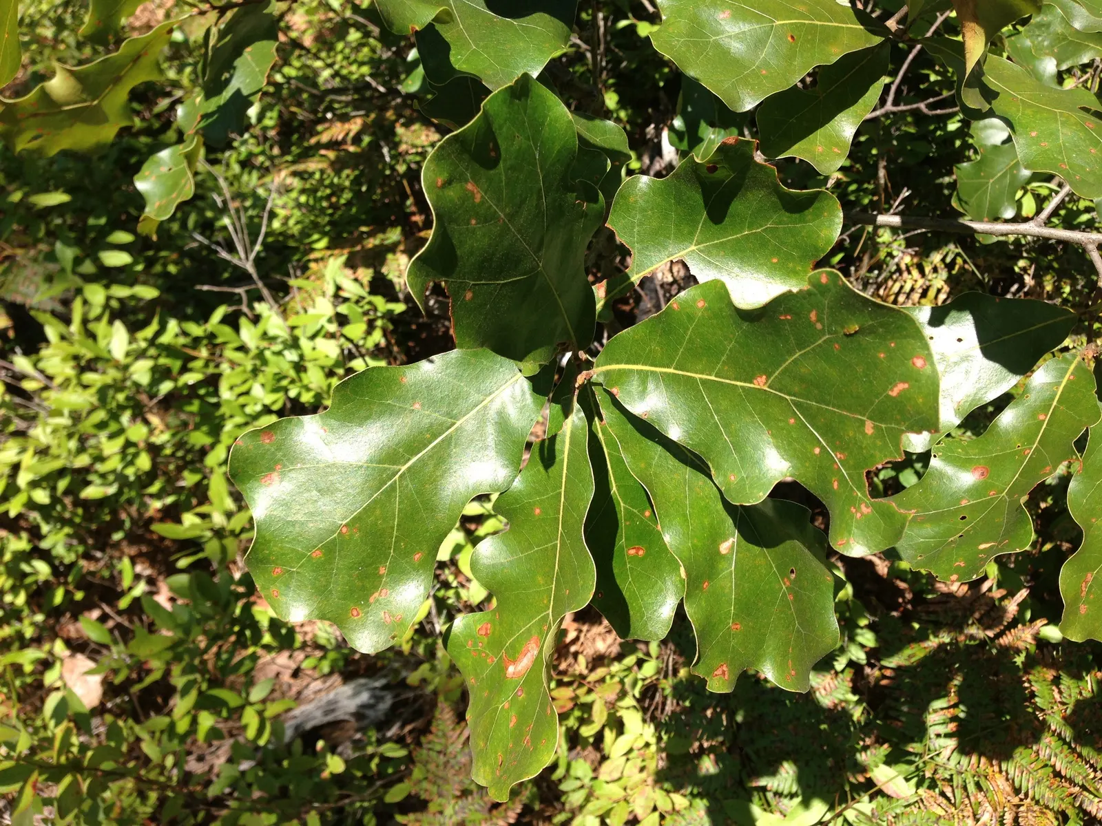 Bear Oak (Quercus Ilicifolia) — They range from 2 to 5 inches long and display a lustrous dark green hue on the topside, image 41