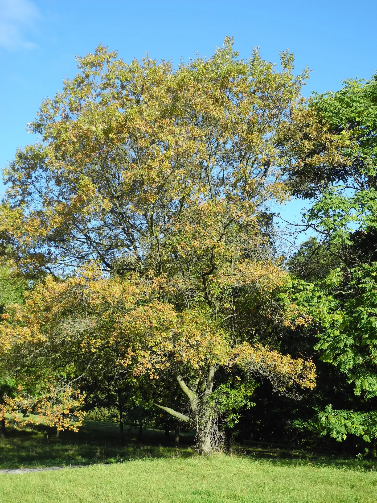 Bear Oak (Quercus Ilicifolia) — It exhibits a round to irregular canopy; as a drought-tolerant species
