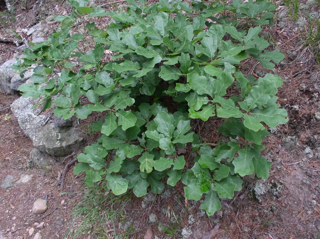 Bear Oak (Quercus Ilicifolia) — making it a durable and low-effort addition to any garden or naturalistic setting