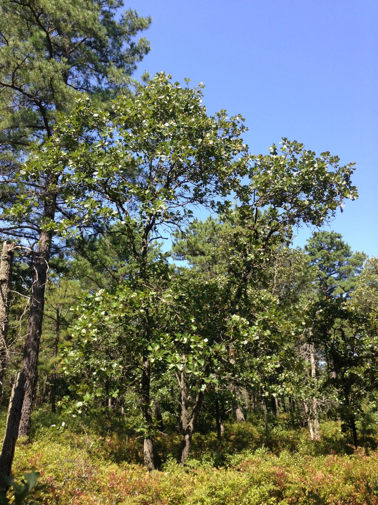 Bear Oak (Quercus Ilicifolia) — rugged aesthetic to any landscape; making it a durable and low-effort addition to any garden or naturalistic setting, image 62