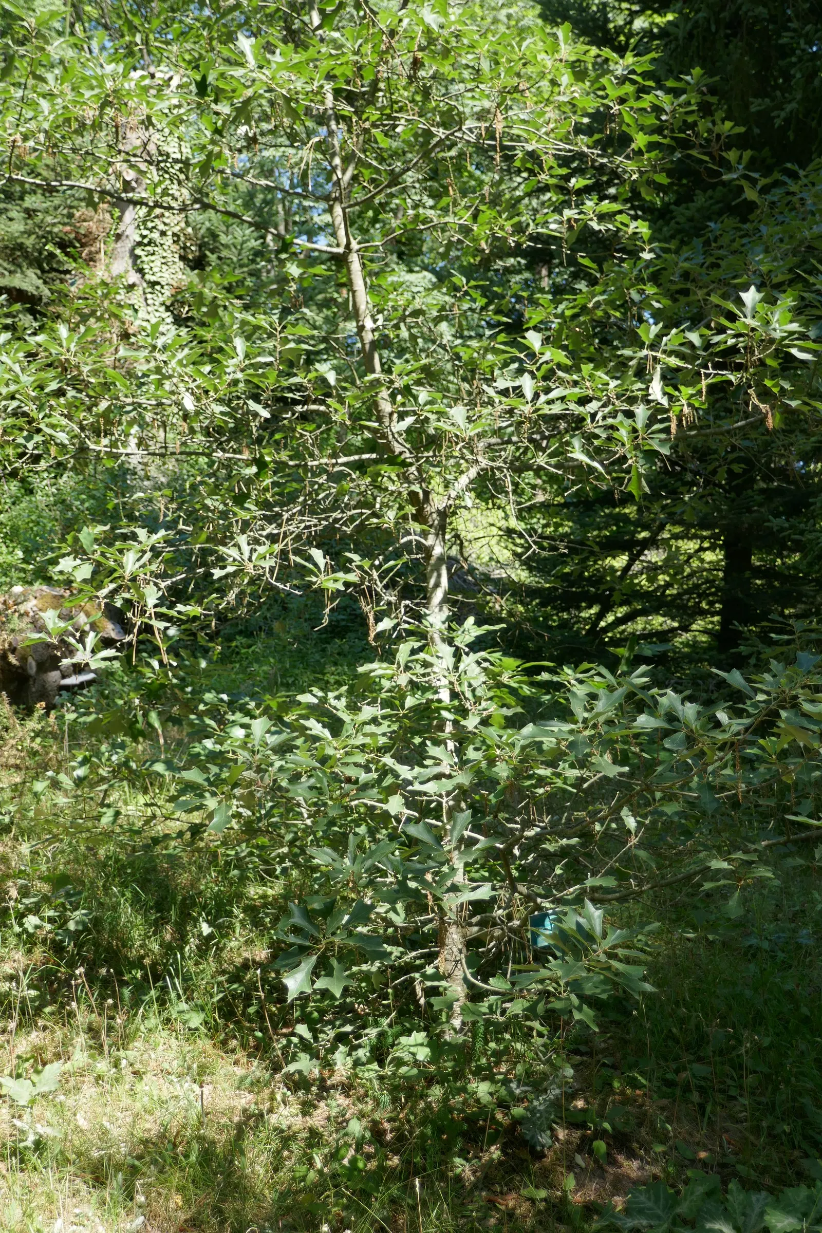 Bear Oak (Quercus Ilicifolia) — adding an ecological benefit to your landscape design, image 50