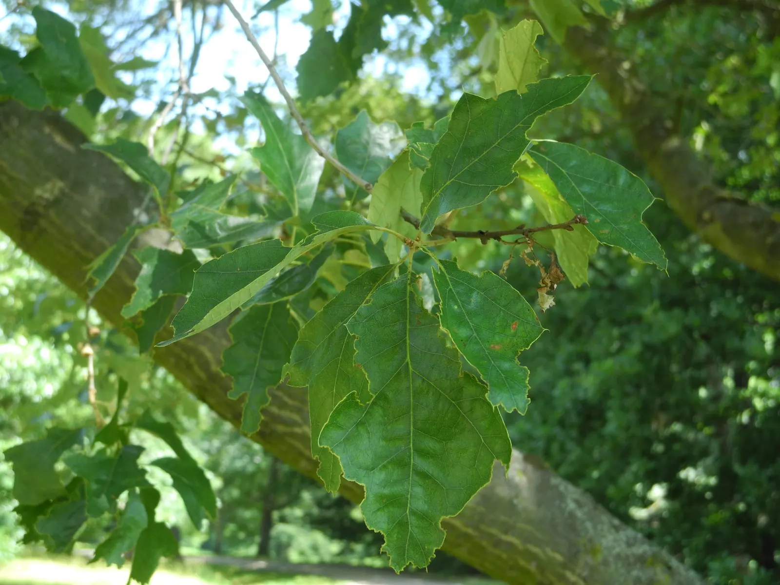 Bear Oak (Quercus Ilicifolia) — As a drought-tolerant species; is a rugged deciduous shrub or small tree