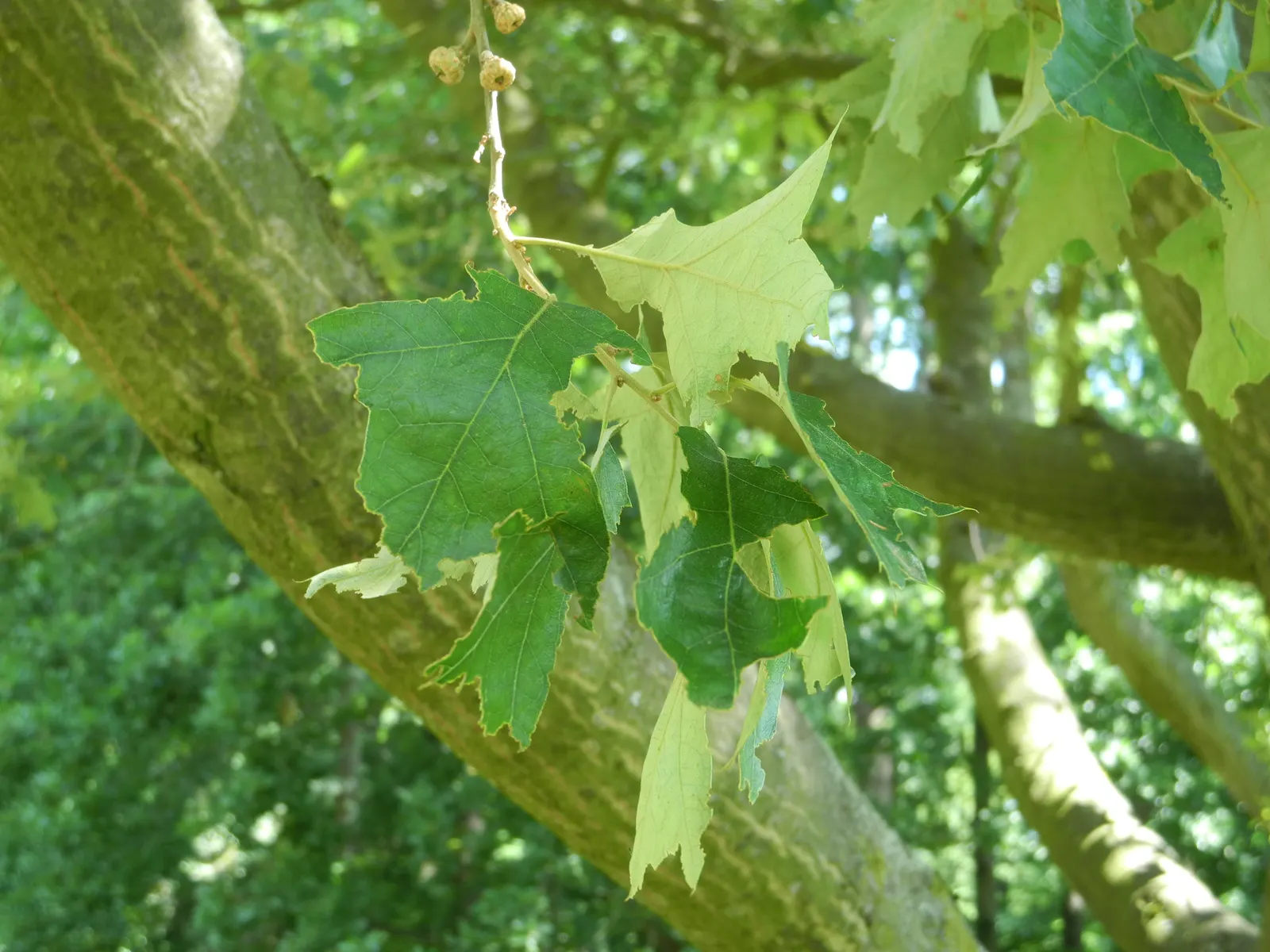 Bear Oak (Quercus Ilicifolia) — is a rugged deciduous shrub or small tree; it exhibits a round to irregular canopy