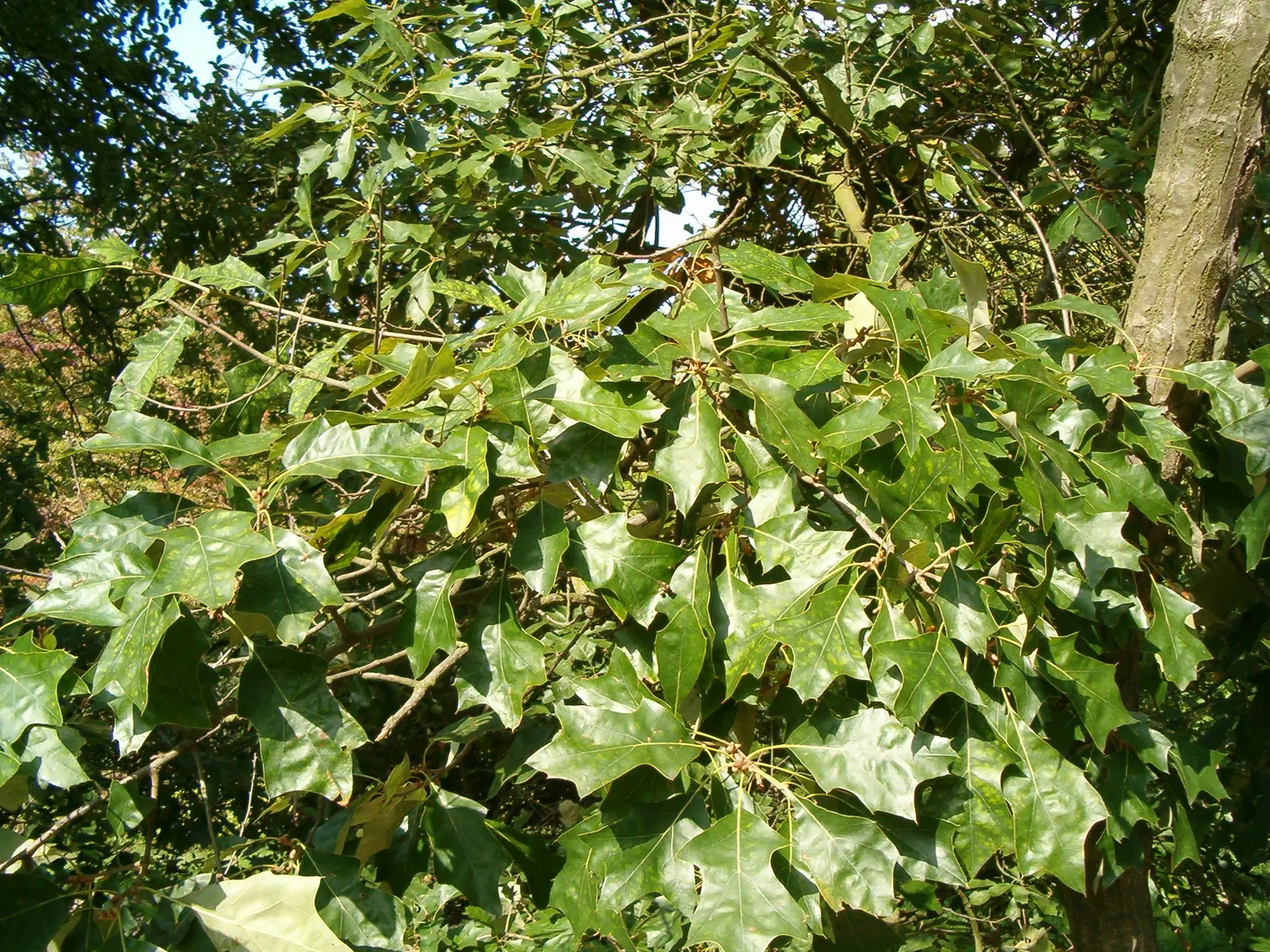 Bear Oak (Quercus Ilicifolia) — Its hardy nature and moderate size make it ideal for adding texture to landscapes in USDA zones 4-7; boasting a naturally