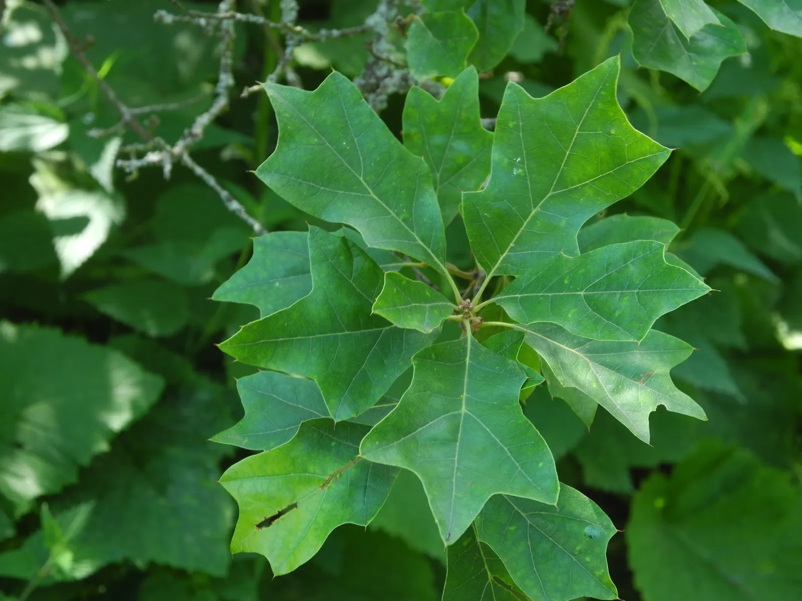 Bear Oak (Quercus Ilicifolia) — shrub / tree for full or half; being somewhat slow-growing