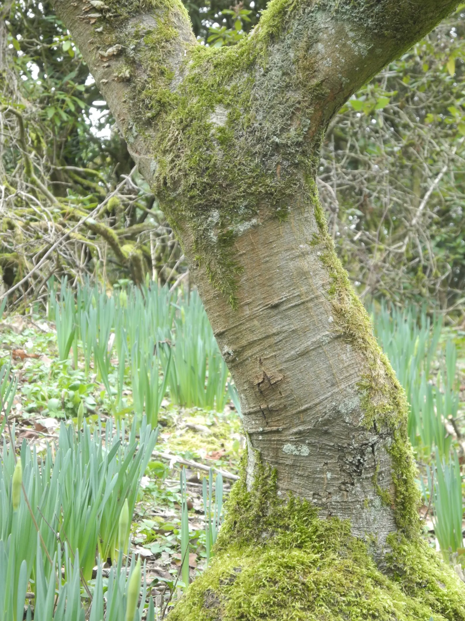 Bear Oak (Quercus Ilicifolia) — though it flourishes best in well-drained