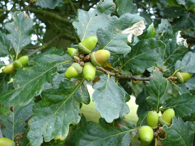 Bear Oak (Quercus Ilicifolia) — reaching heights of 10-20 ft; though it flourishes best in well-drained