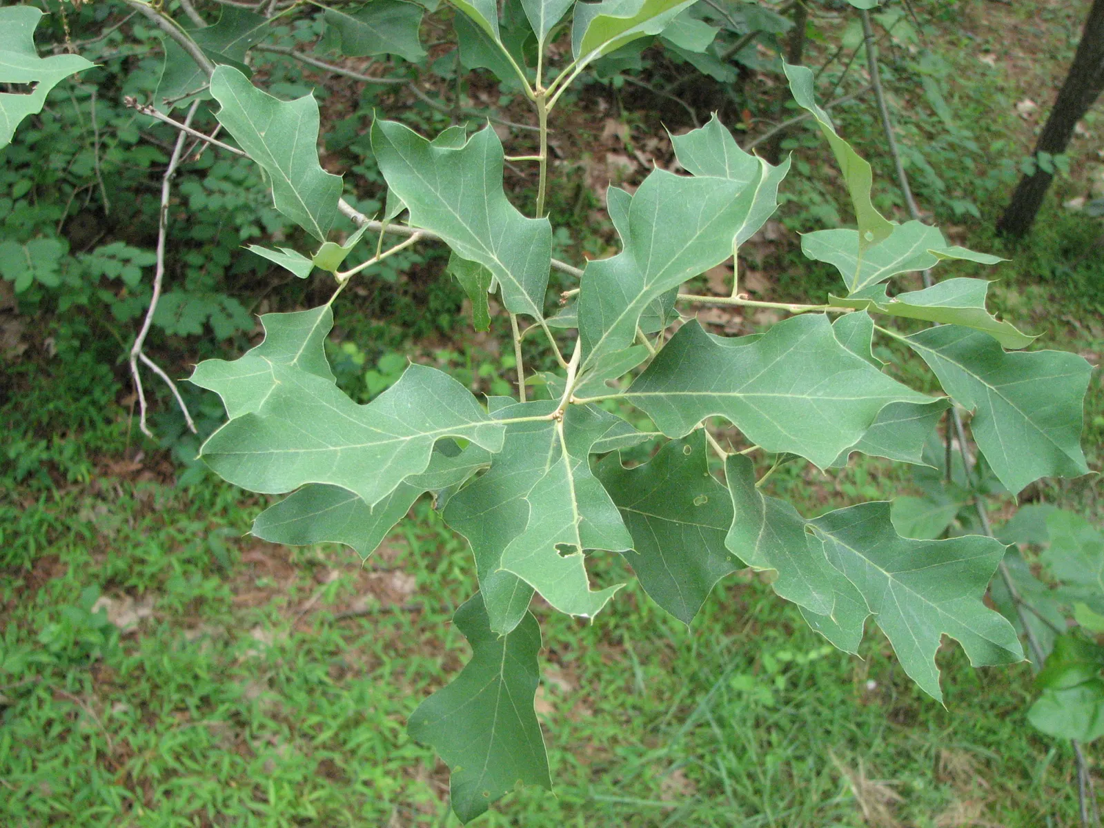 Bear Oak (Quercus Ilicifolia) — it requires minimal water which makes it a suitable choice for xeriscaping