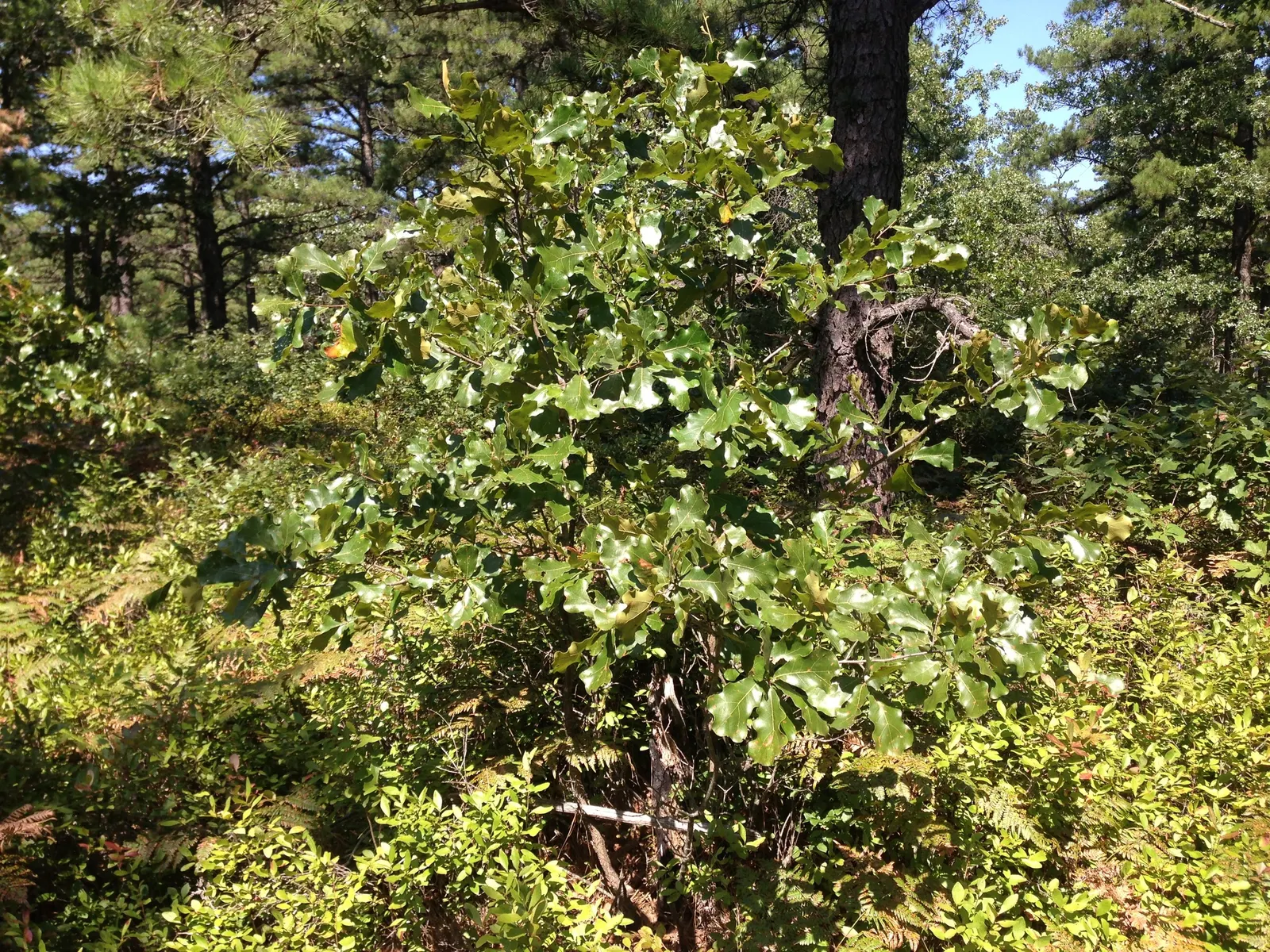 Bear Oak (Quercus Ilicifolia) — Bear Oak's leaves change from glossy green to red-brown in fall, and its acorns provide wildlife forage, image 59
