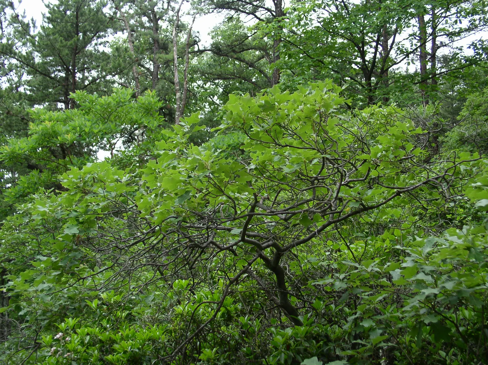 Bear Oak (Quercus Ilicifolia) — They range from 2 to 5 inches long and display a lustrous dark green hue on the topside, image 68