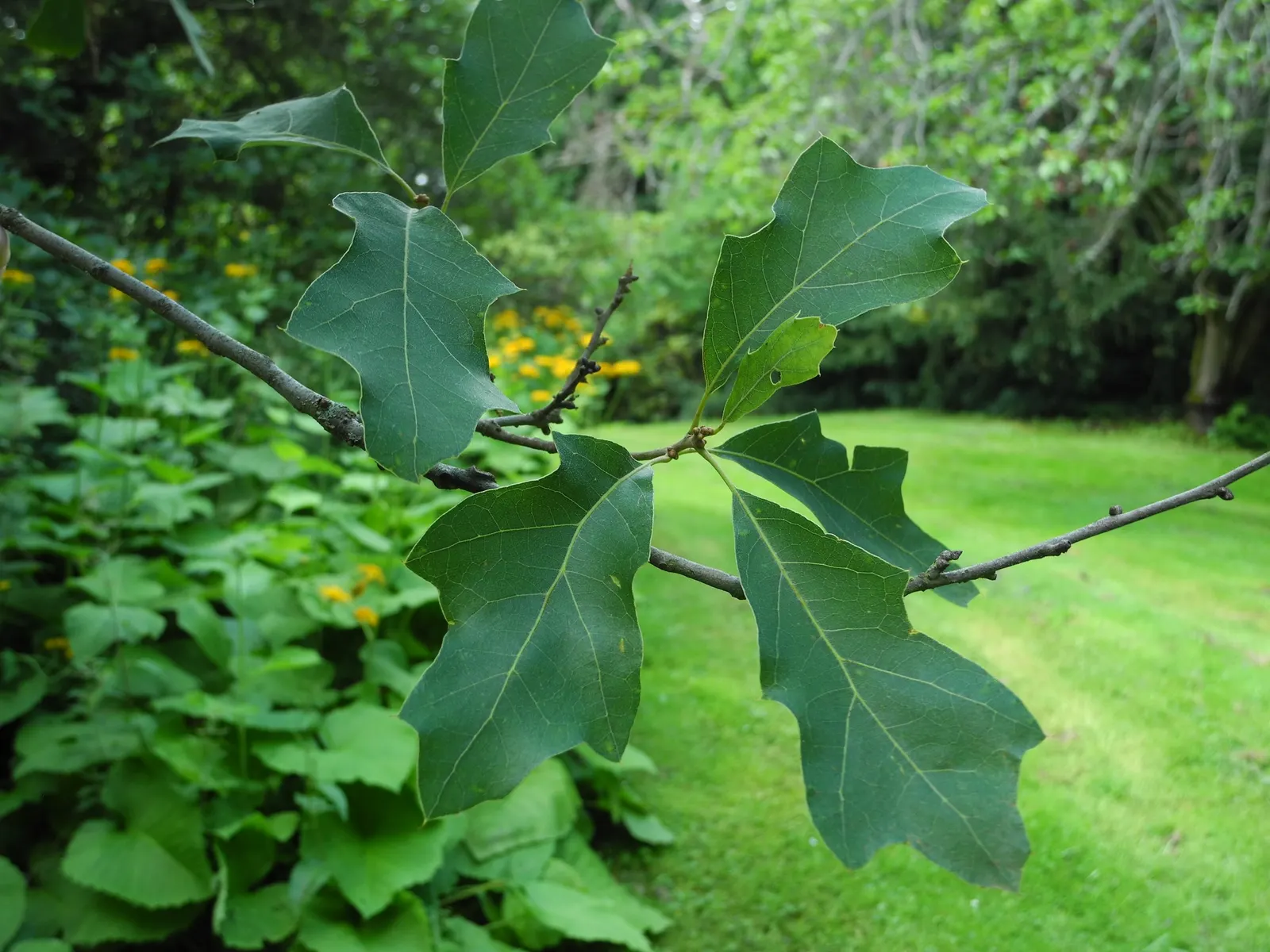 Bear Oak (Quercus Ilicifolia) — Bear Oak's leaves change from glossy green to red-brown in fall, and its acorns provide wildlife forage, image 32