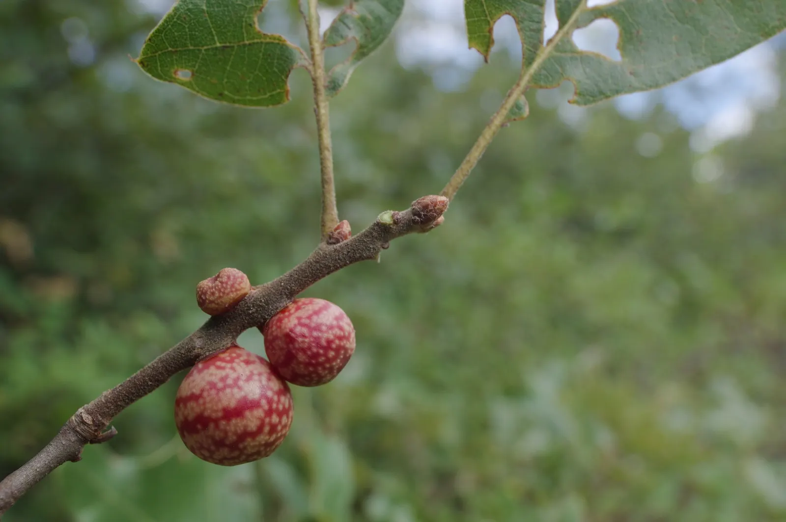 Bear Oak (Quercus Ilicifolia) — acidic soils and full sun to partial shade environments; this species is also known for its acorns that frequently attract
