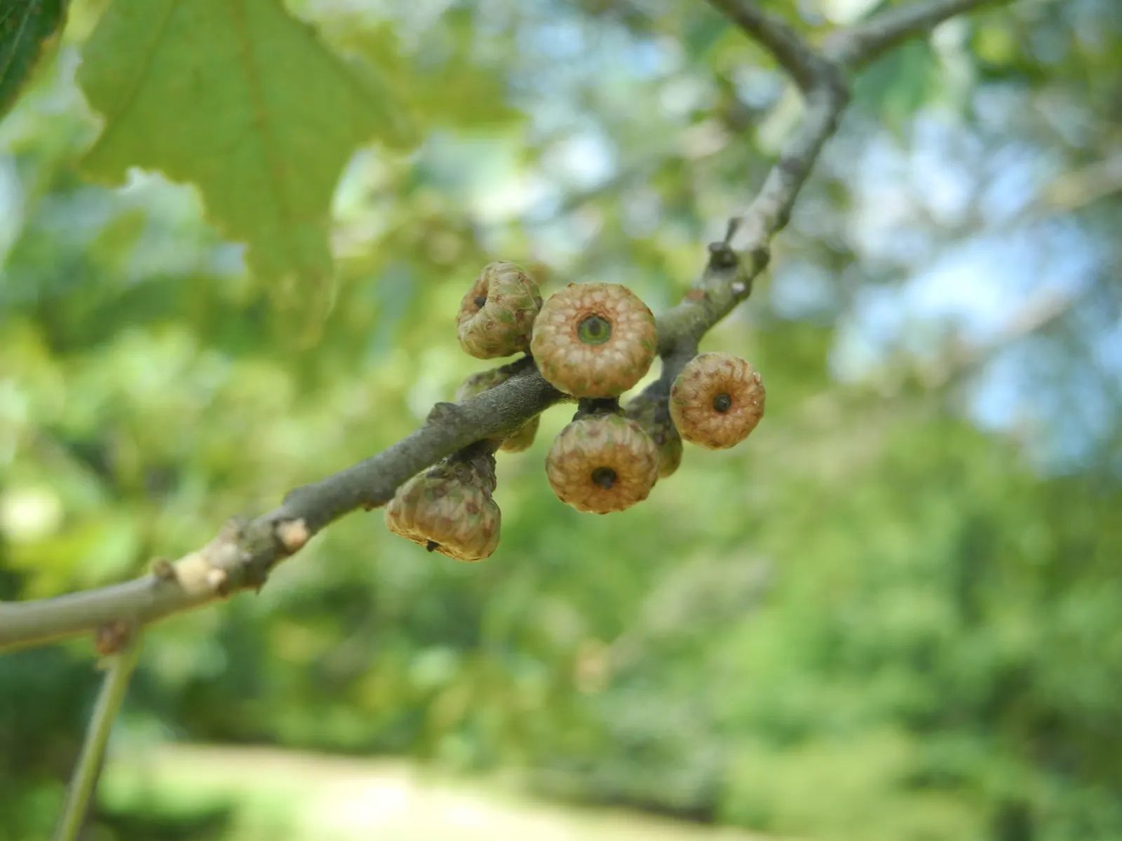Bear Oak (Quercus Ilicifolia) — deciduous native species that provides a natural; acidic soils and full sun to partial shade environments, image 61