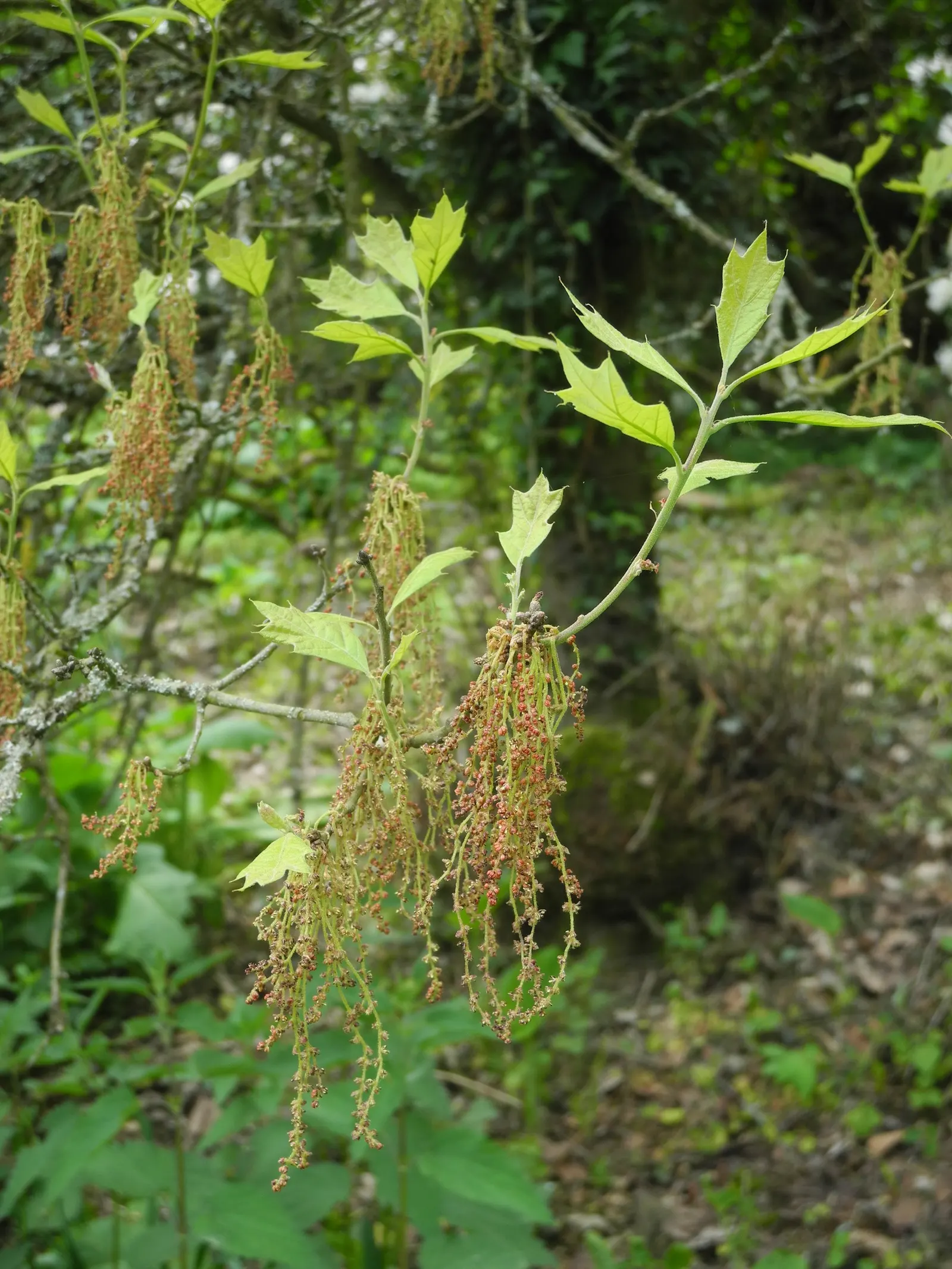 Bear Oak (Quercus Ilicifolia) — Adaptable to poor soils, it thrives in full sun with a slow growth rate