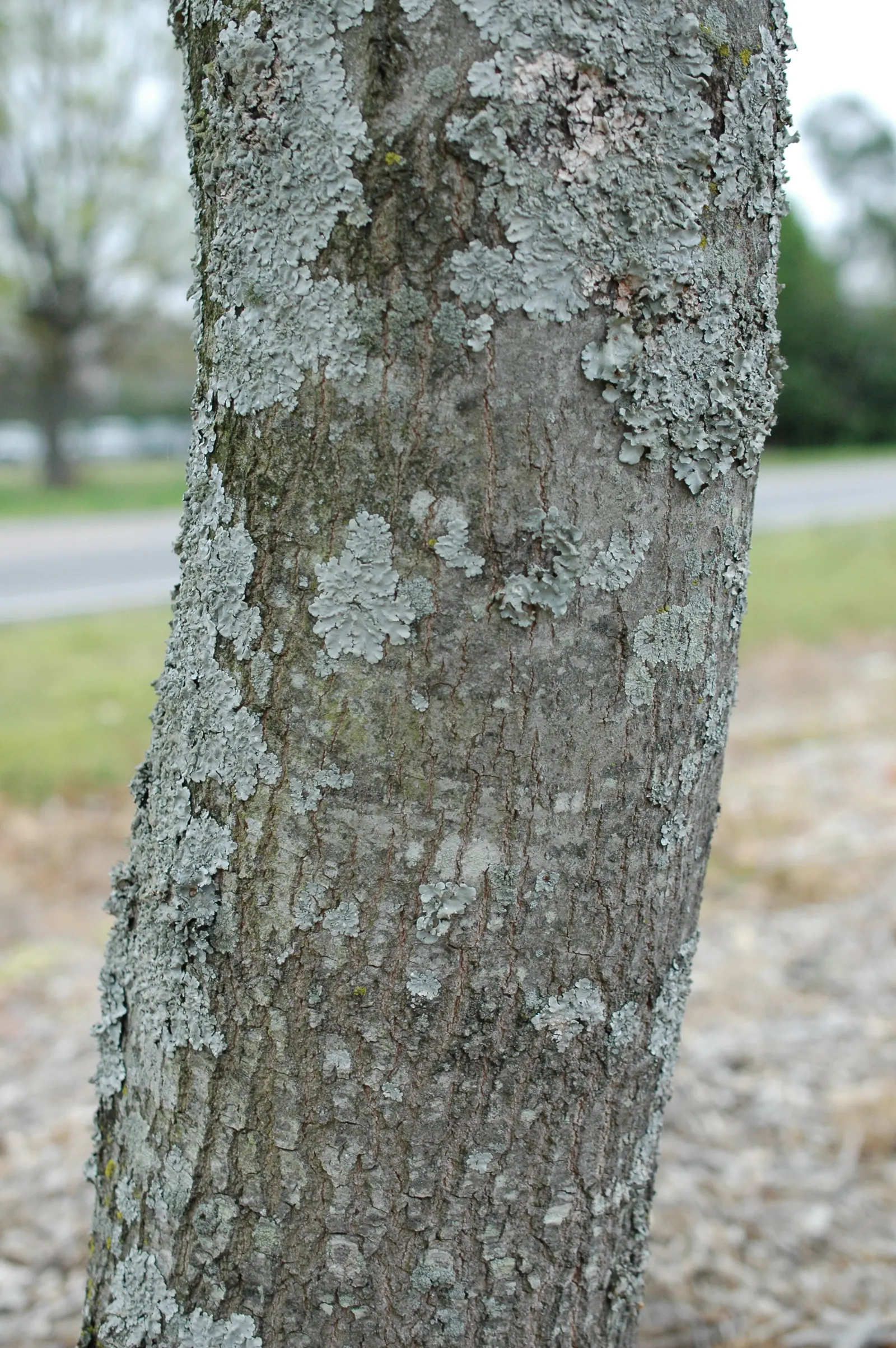 Bear Oak (Quercus Ilicifolia) — It exhibits a round to irregular canopy