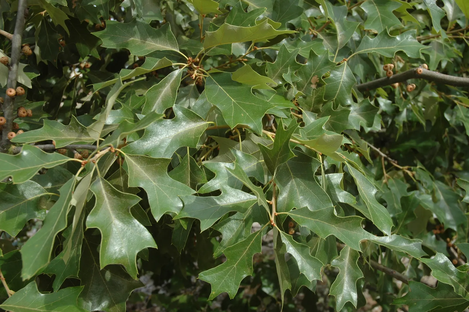 Bear Oak (Quercus Ilicifolia) — adding an ecological benefit to your landscape design