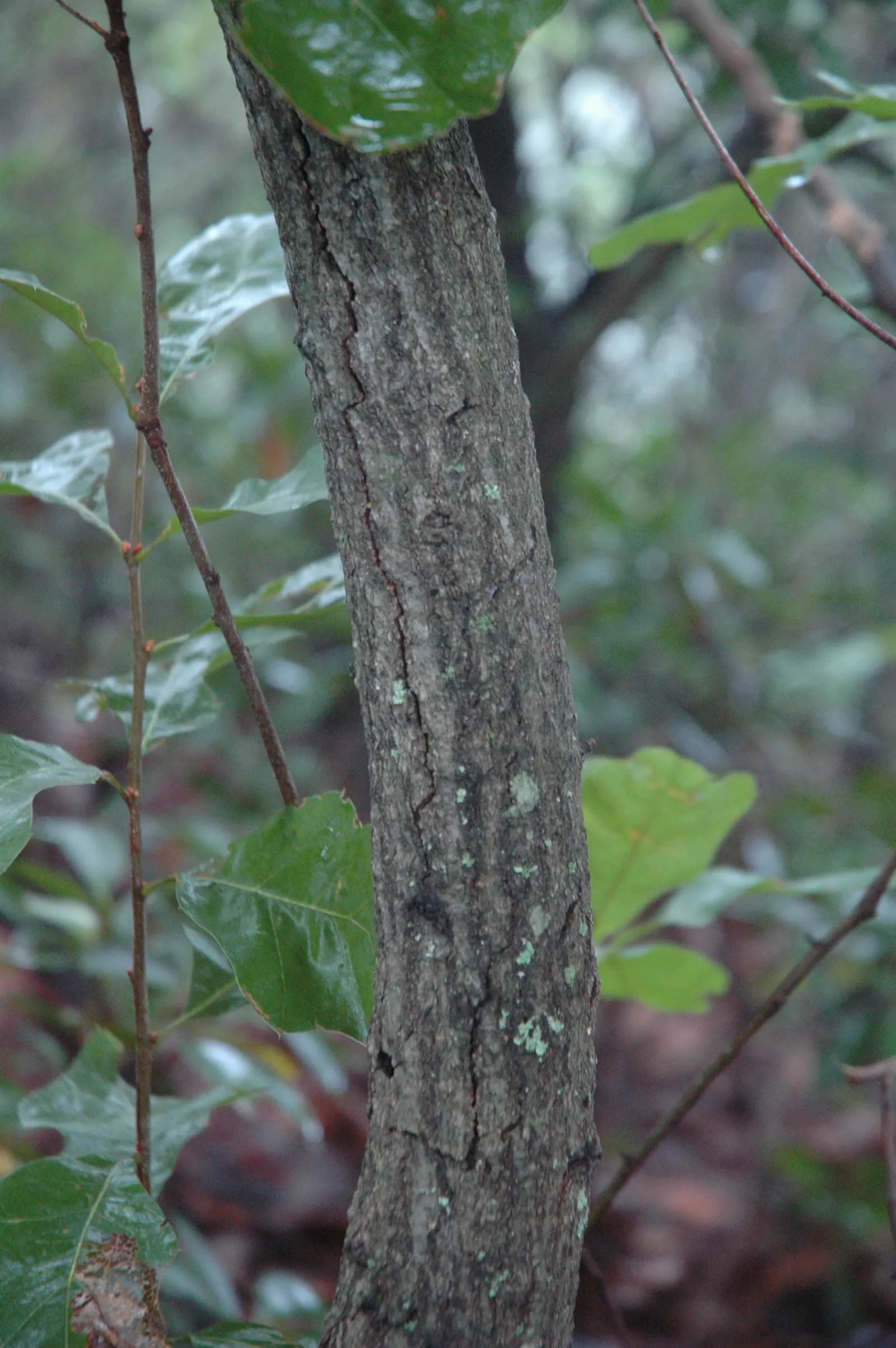 Bear Oak (Quercus Ilicifolia) — Its hardy nature and moderate size make it ideal for adding texture to landscapes in USDA zones 4-7