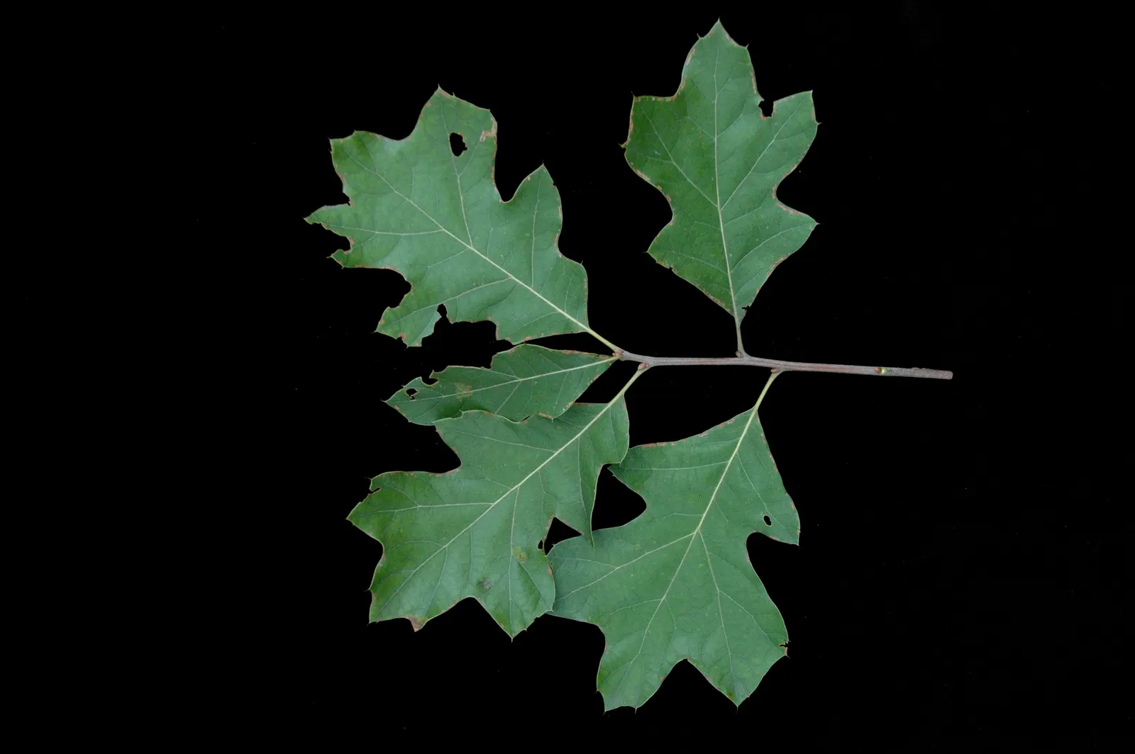 Bear Oak (Quercus Ilicifolia) — Being somewhat slow-growing; reaching heights of 10-20 ft