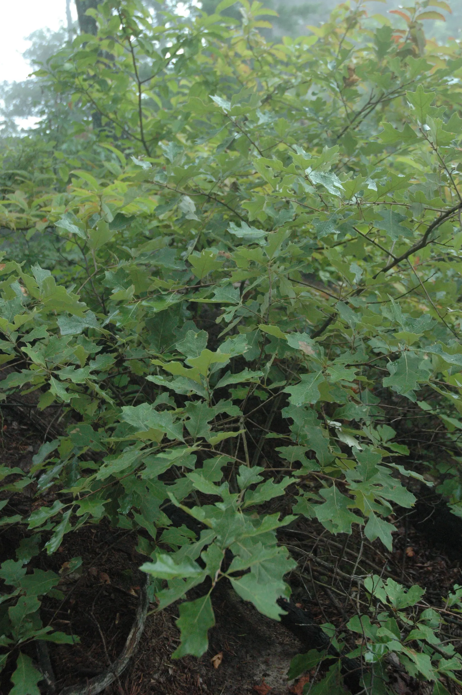 Bear Oak (Quercus Ilicifolia) — making it a durable and low-effort addition to any garden or naturalistic setting; and browns.<br><br>The Bear Oak is adapted