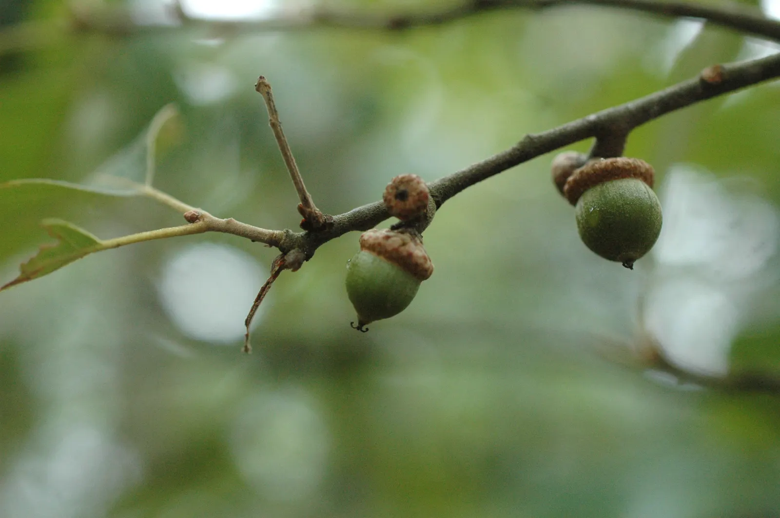 Bear Oak (Quercus Ilicifolia) — commonly known as Bear Oak; adaptable to poor soils, it thrives in full sun with a slow growth rate, image 55
