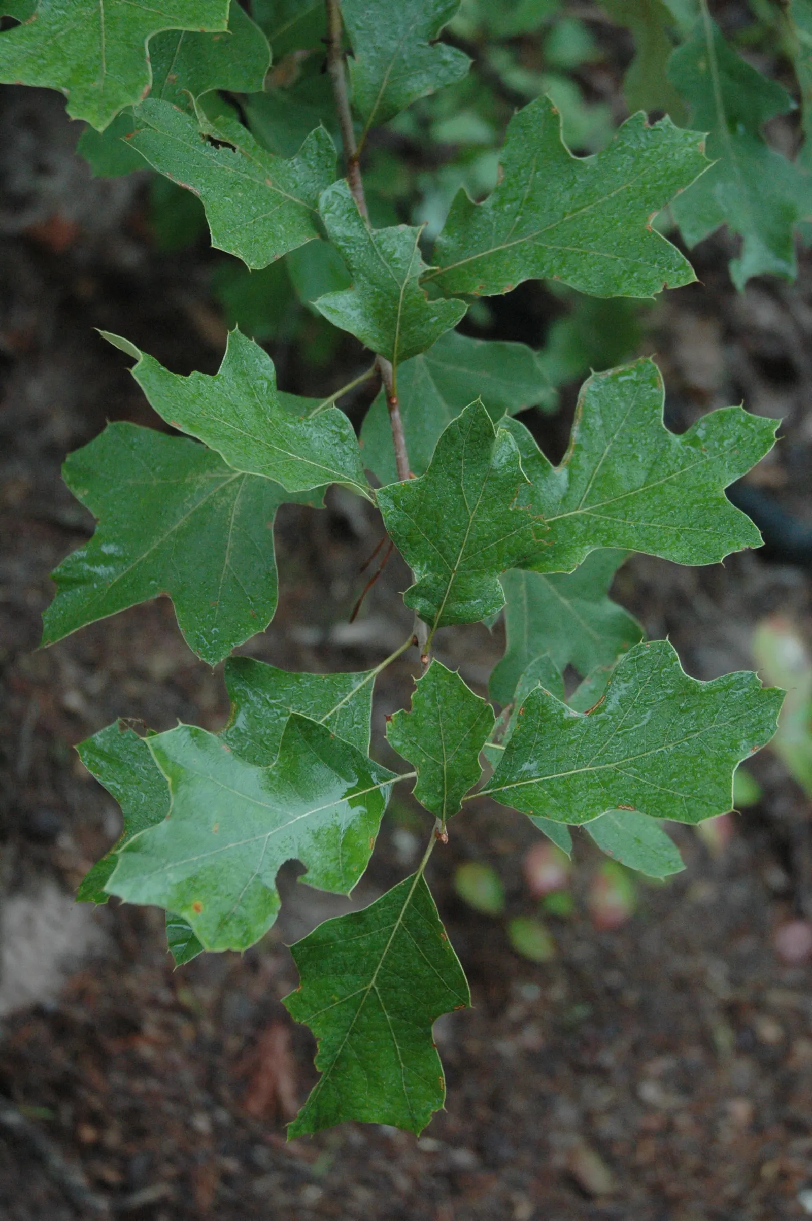 Bear Oak (Quercus Ilicifolia) — reaching heights of 10-20 ft