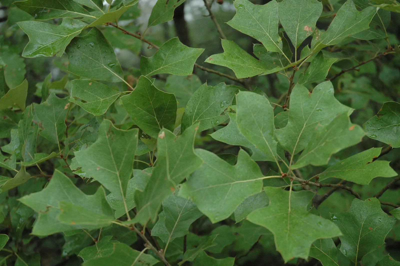 Bear Oak (Quercus Ilicifolia) — It exhibits a round to irregular canopy; as a drought-tolerant species, image 65