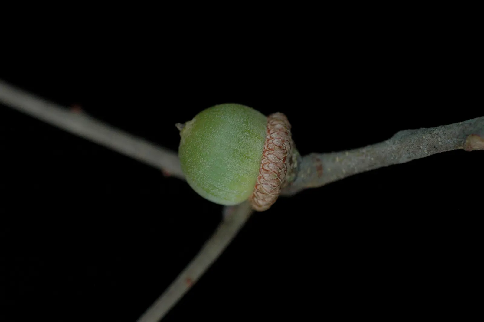 Bear Oak (Quercus Ilicifolia) — They range from 2 to 5 inches long and display a lustrous dark green hue on the topside