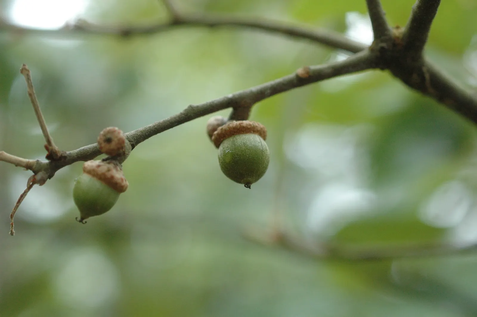 Bear Oak (Quercus Ilicifolia) — acidic soils and full sun to partial shade environments