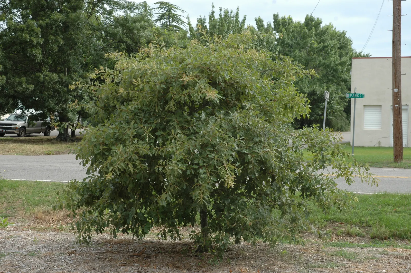 Bear Oak (Quercus Ilicifolia) — and browns.<br><br>The Bear Oak is adapted to a range of soil types; rugged aesthetic to any landscape