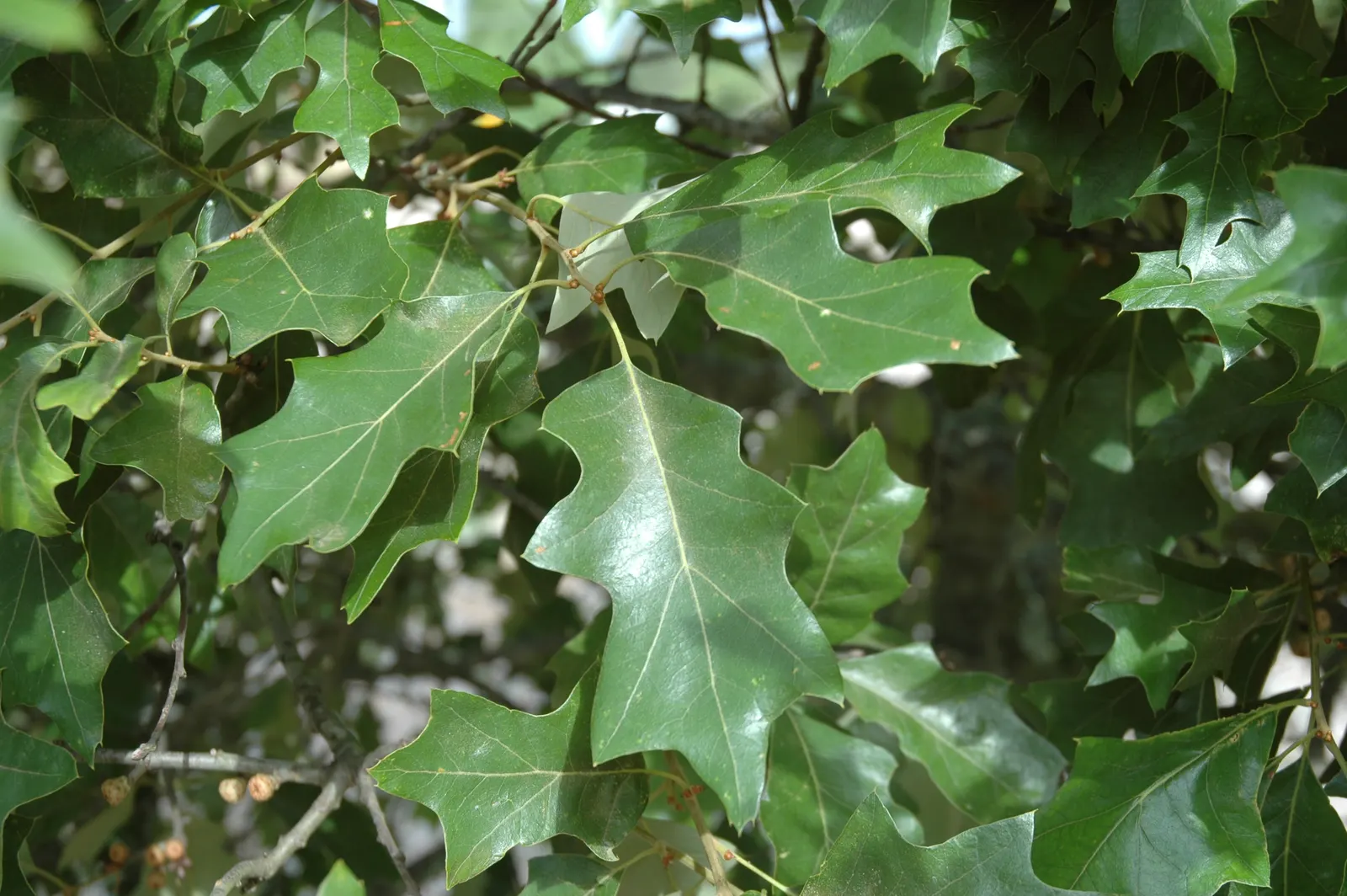 Bear Oak (Quercus Ilicifolia) — shrub / tree for full or half