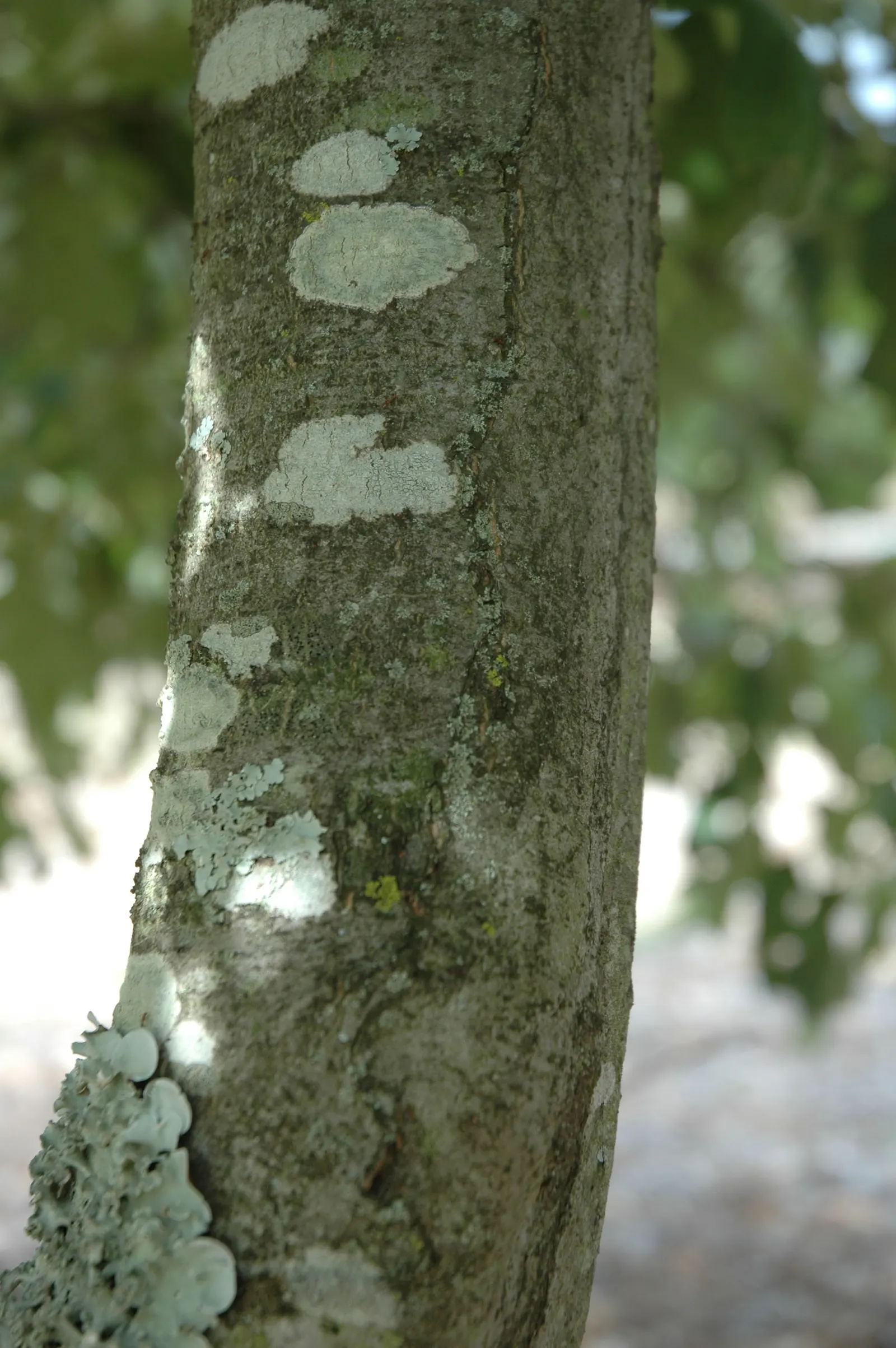 Bear Oak (Quercus Ilicifolia) — Its hardy nature and moderate size make it ideal for adding texture to landscapes in USDA zones 4-7; boasting a, image 60