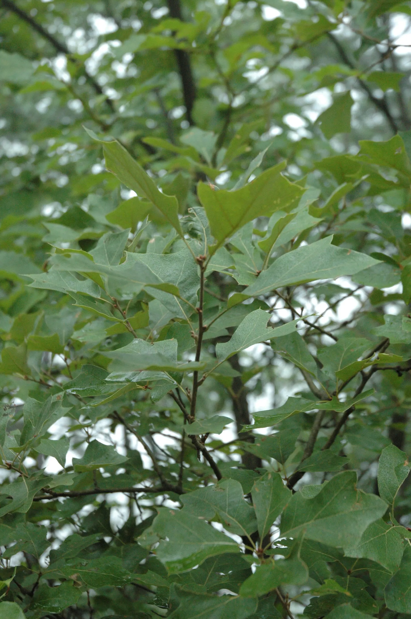 Bear Oak (Quercus Ilicifolia) — boasting a naturally shrubby and dense growth pattern; shrub / tree for full or half