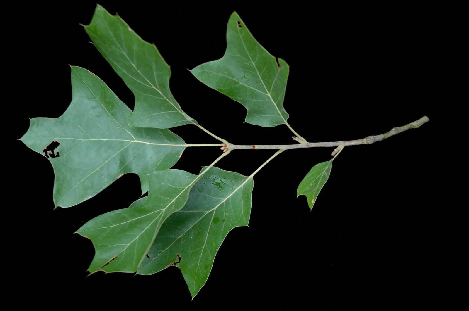Bear Oak (Quercus Ilicifolia) — it requires minimal water which makes it a suitable choice for xeriscaping; this small to medium-sized oak typically reaches
