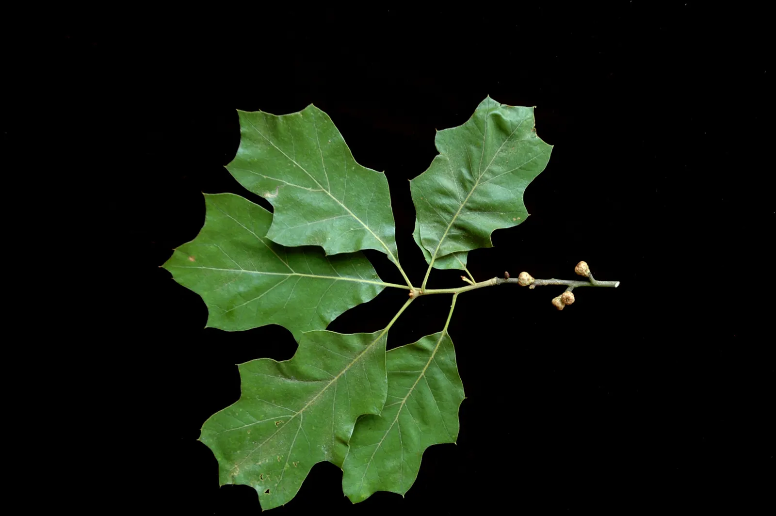 Bear Oak (Quercus Ilicifolia) — This small to medium-sized oak typically reaches heights of 15 to 20 feet with a similar spread
