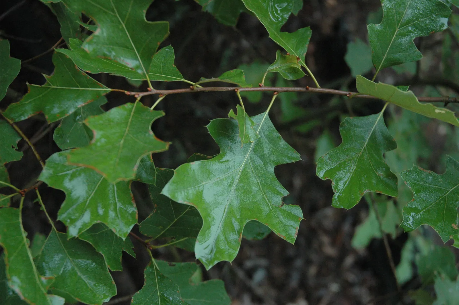 Bear Oak (Quercus Ilicifolia) — with their bristle-tipped lobes and holly-like appearance; deciduous native species that provides a natural, image 67