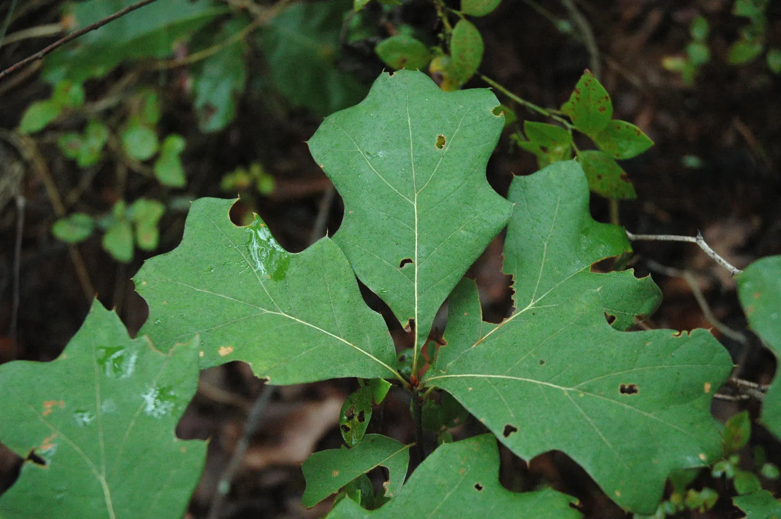 Bear Oak (Quercus Ilicifolia) — deciduous native species that provides a natural; acidic soils and full sun to partial shade environments