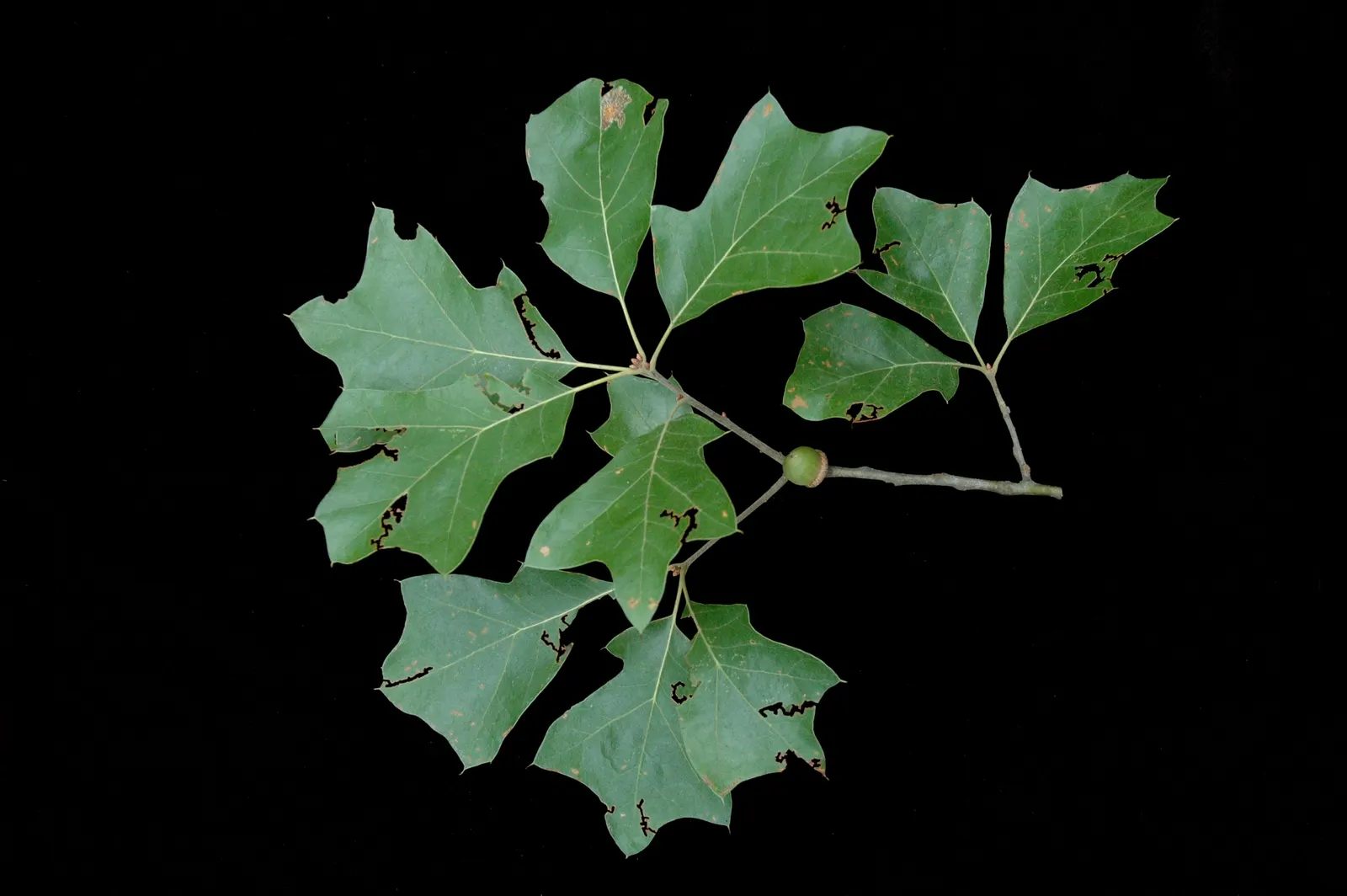 Bear Oak (Quercus Ilicifolia) — with their bristle-tipped lobes and holly-like appearance; deciduous native species that provides a natural